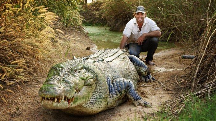 Tribunnews Matt Wright and a fellow crocodile friend.